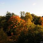 Bunte Blätter im Herbst