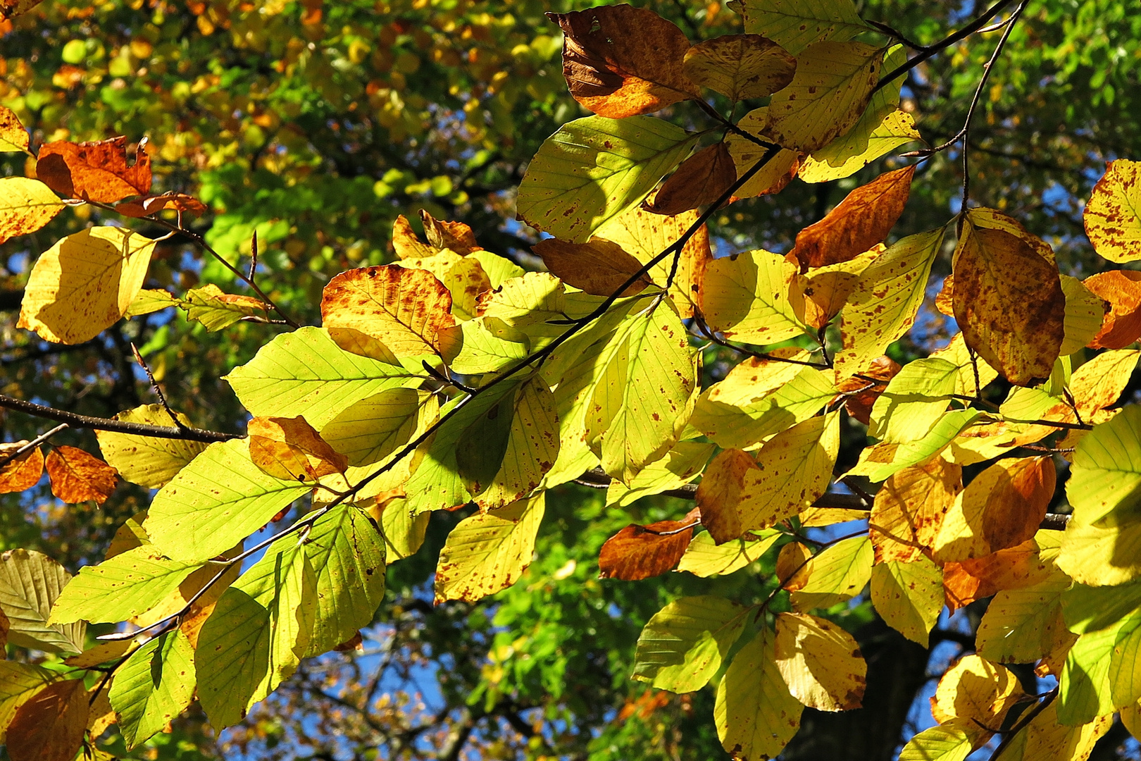 Bunte Blätter im Licht der November-Sonne