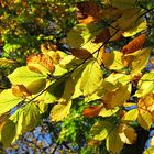 Bunte Blätter im Licht der November-Sonne