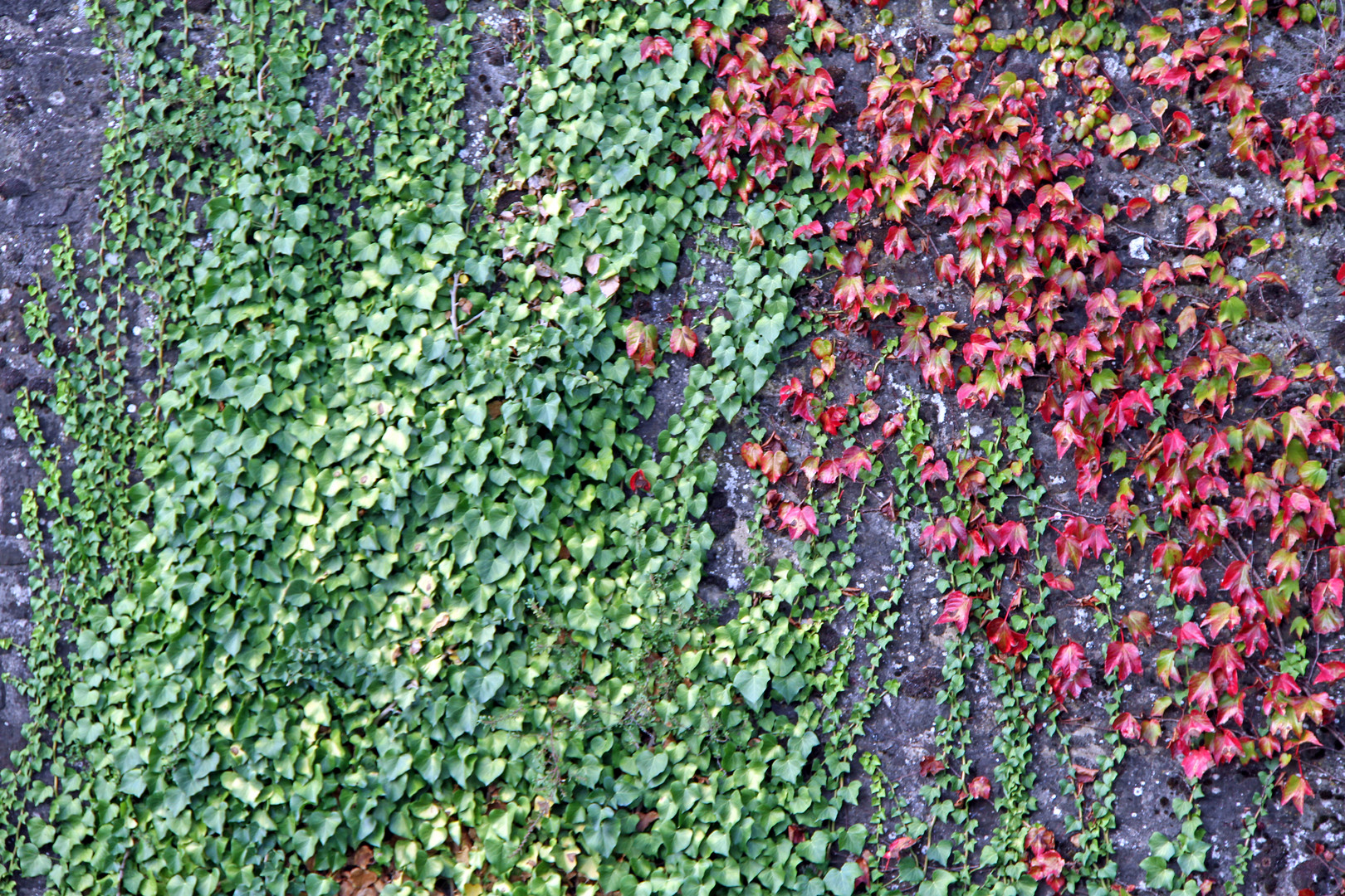 Bunte Blätter in der Luxemburg Stadt