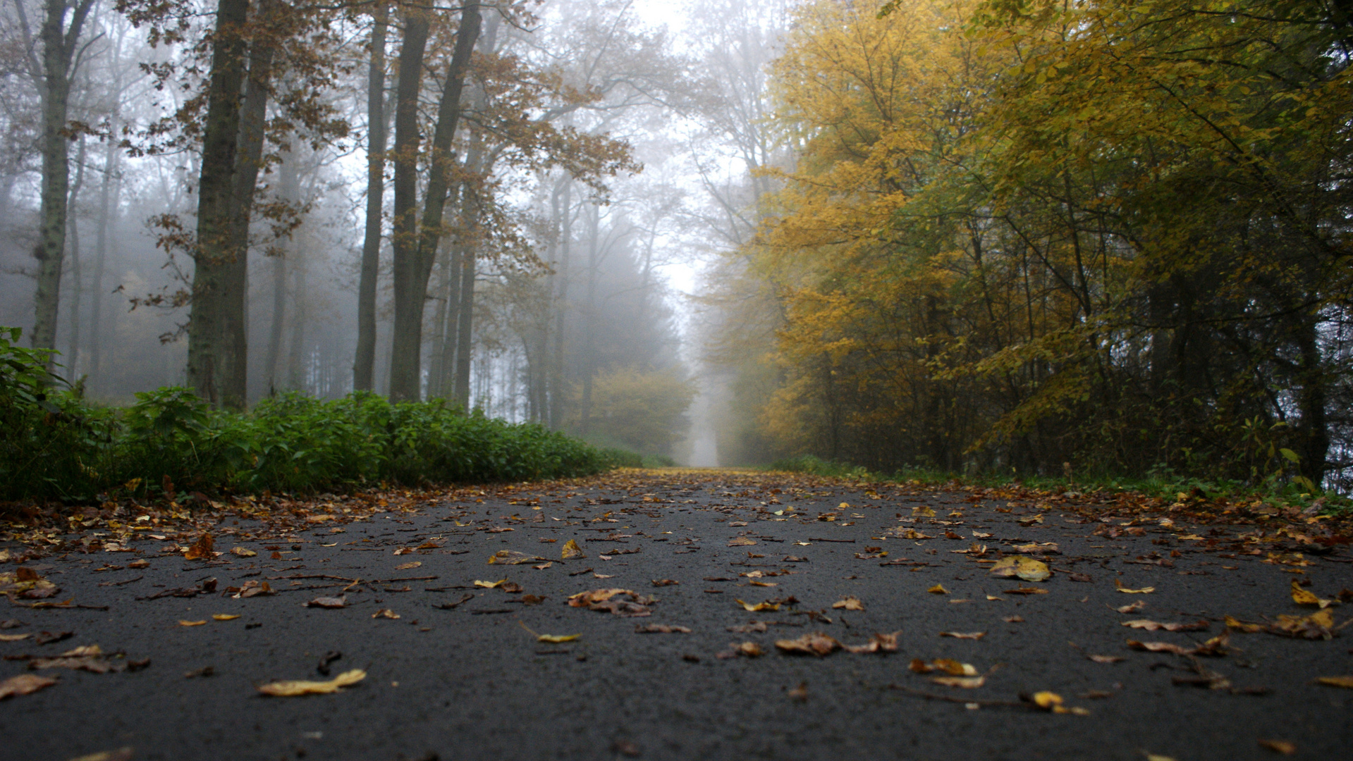 Bunte Blätter, Nebel, Nieselregen und Einsamkeit an der Möhnetalsperre Foto  & Bild