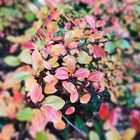 Bunte Blätter Sammlung (1) Herbst