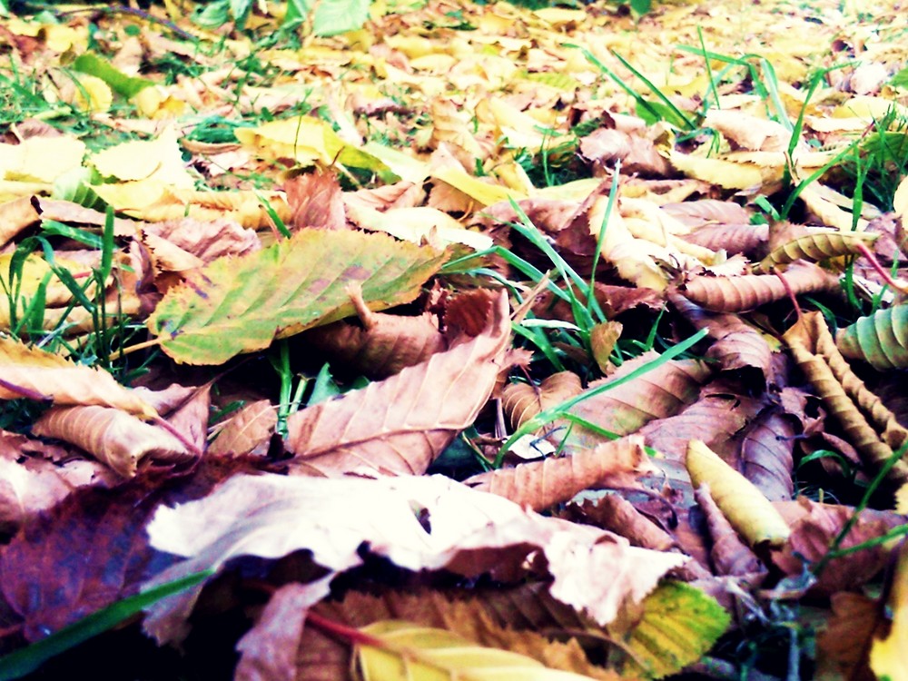 bunte Blätter - schöner Herbsttag