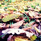 bunte Blätter - schöner Herbsttag