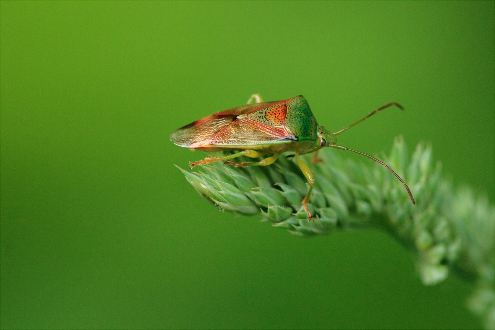 Bunte Blattwanze