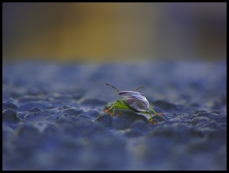 Bunte Blattwanze (Elasmostethus)