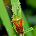 Bunte Blattwanze (Elasmostethus interstinctus)  