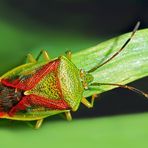 Bunte Blattwanze (Elasmostethus interstinctus) - Une punaise assouvit notre besoin de couleurs!