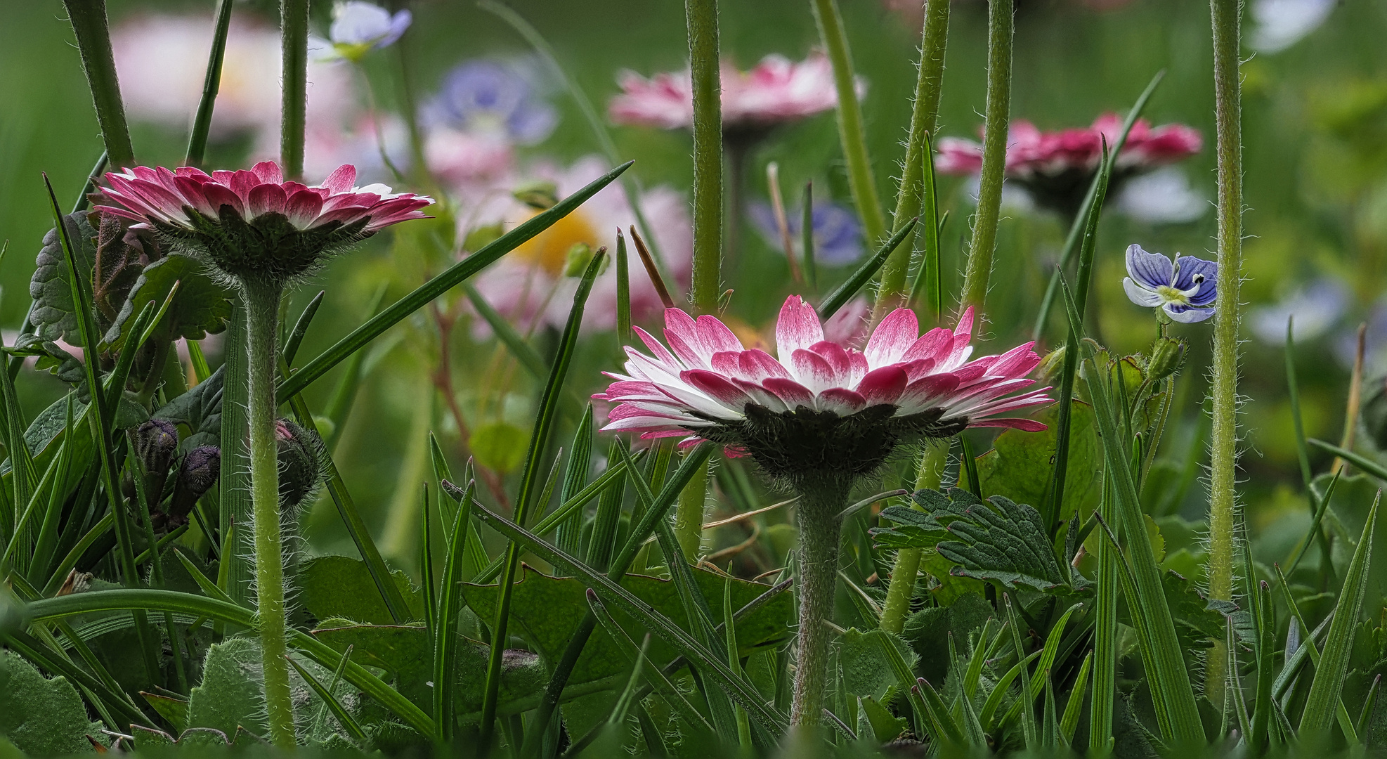 " bunte Blümchen "