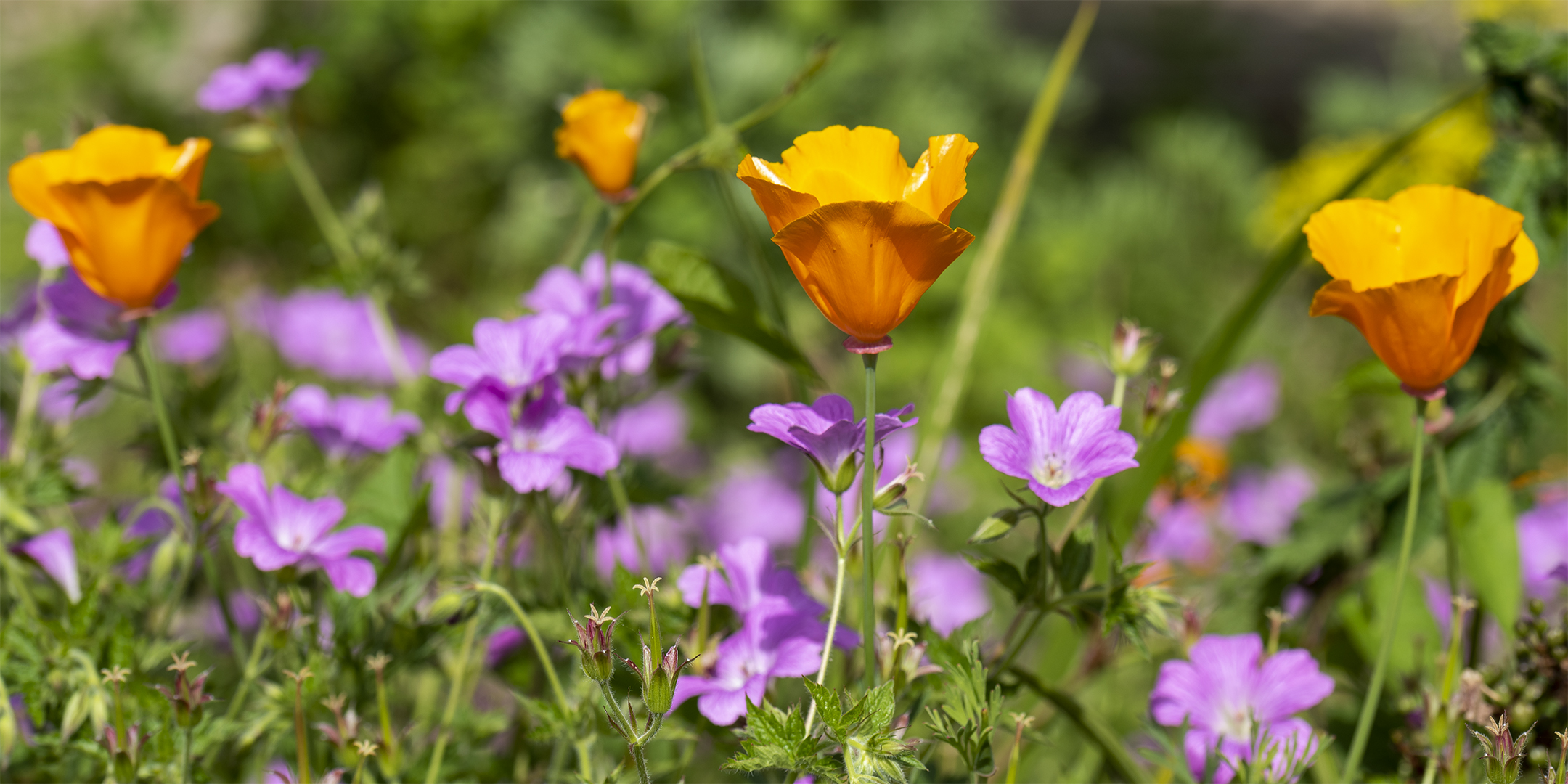 Bunte Blümchen