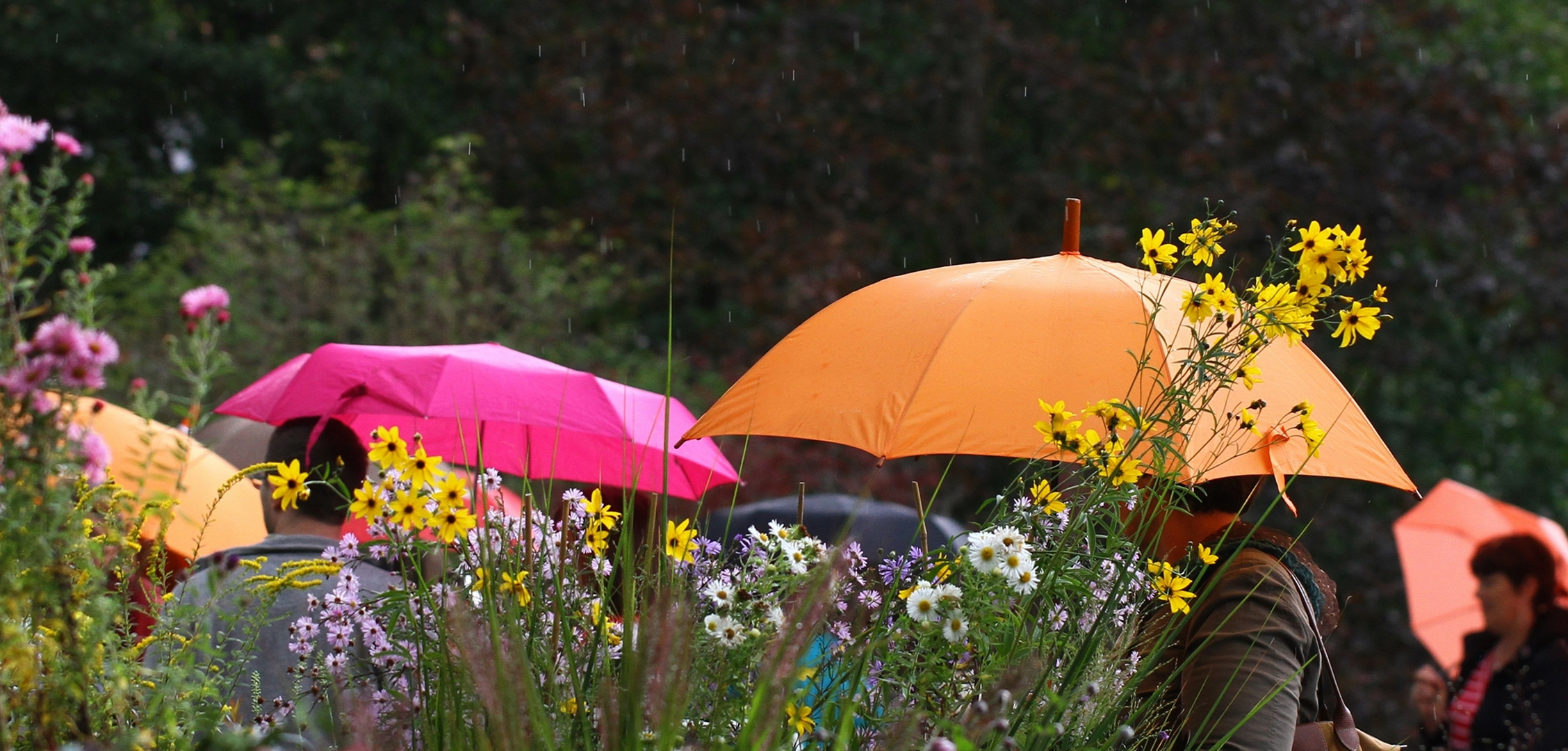 Bunte Blümchen, bunte Schirmchen