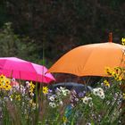 Bunte Blümchen, bunte Schirmchen