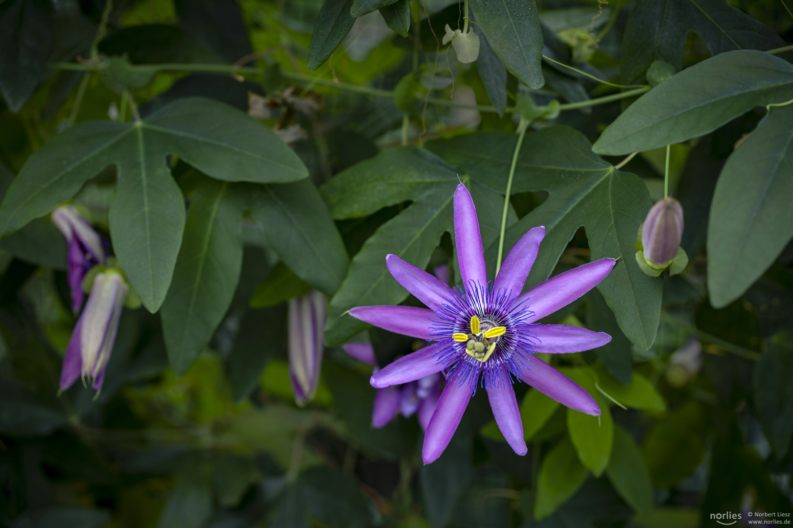 Bunte Blüte