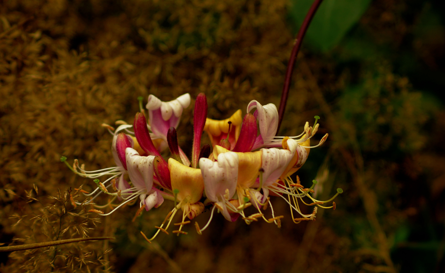 Bunte Blüte