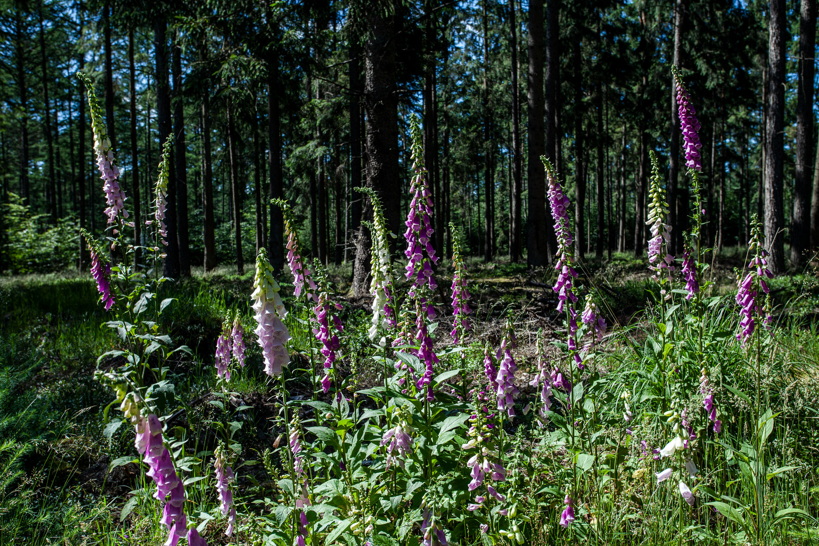 bunte Blüten im Wald