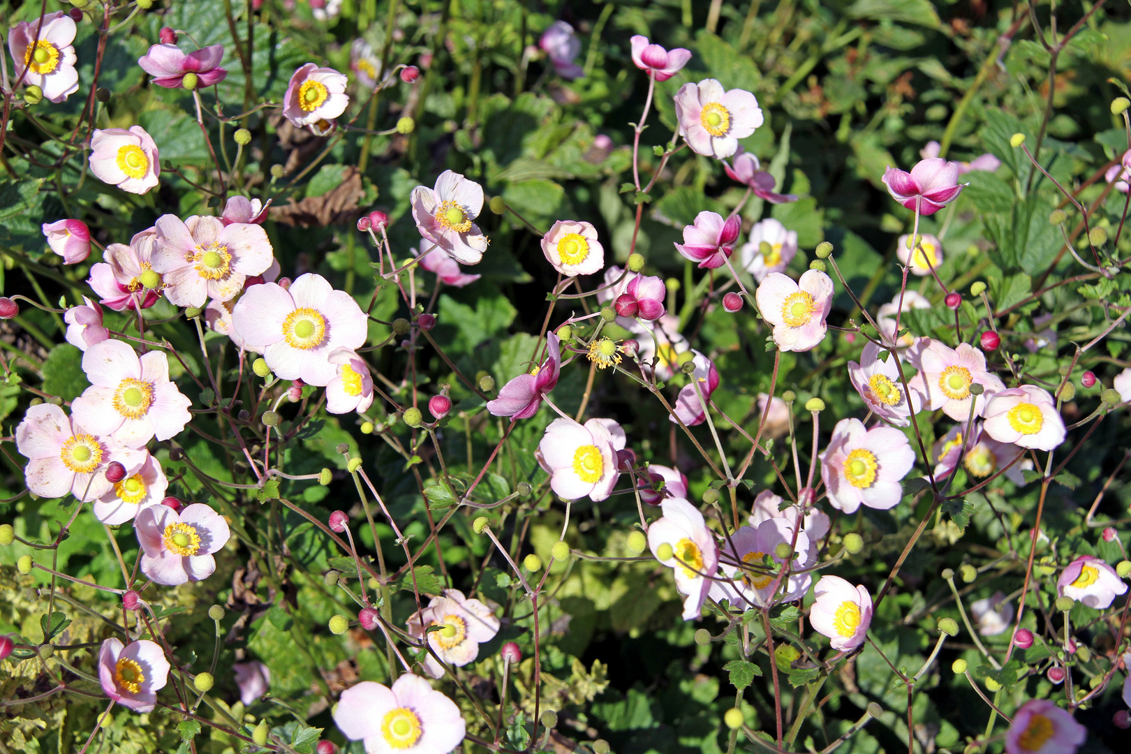 Bunte Blüten in meinem Garten Foto & Bild | jahreszeiten, fotos, natur ...