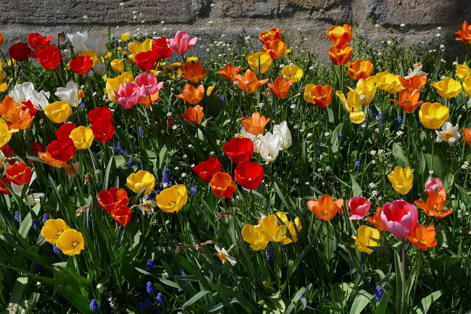 Bunte Blütenpracht