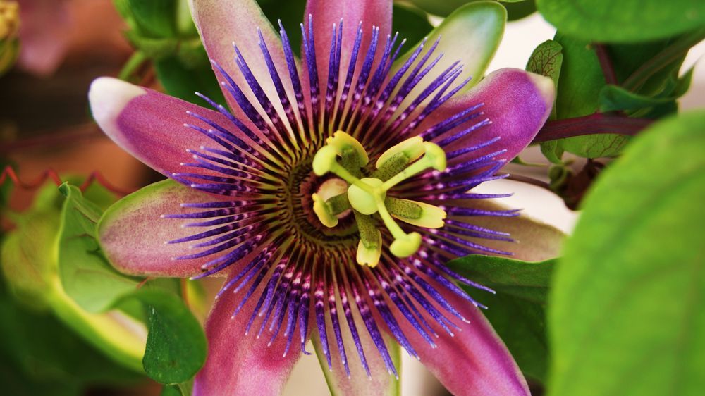 Bunte Blume Foto & Bild | pflanzen, pilze & flechten, blüten