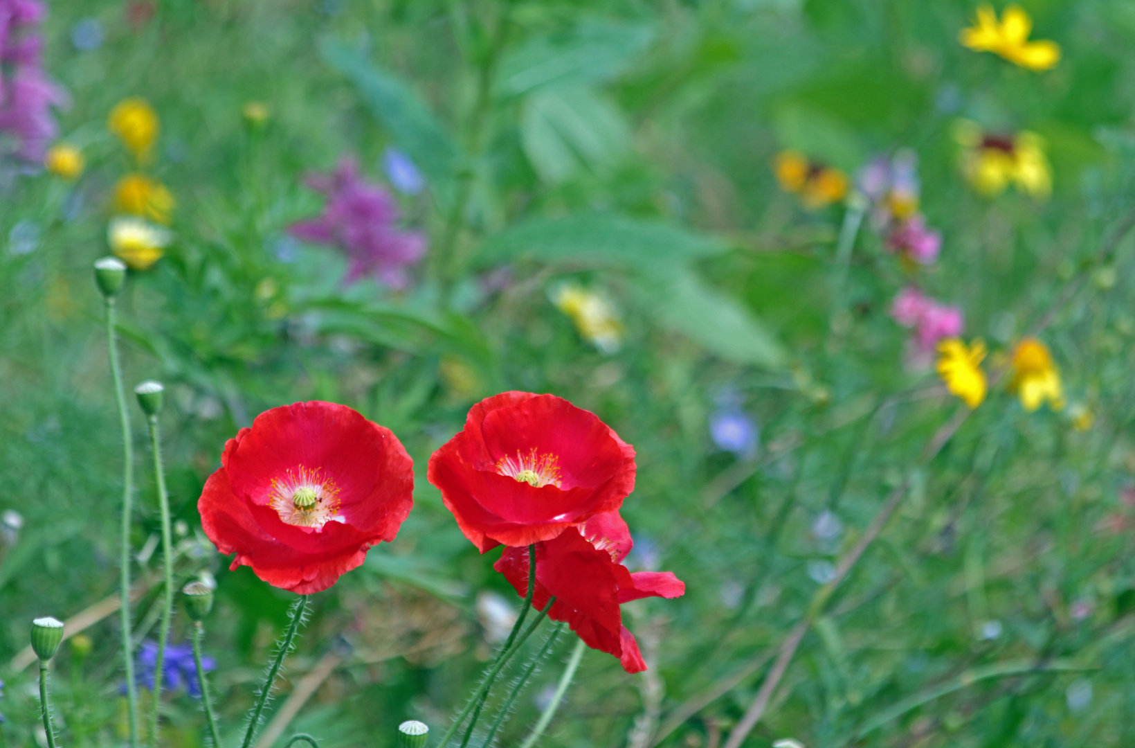 Bunte Blumen