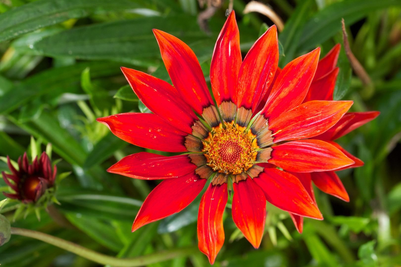 bunte Blumen Foto & Bild | pflanzen, pilze & flechten, blüten