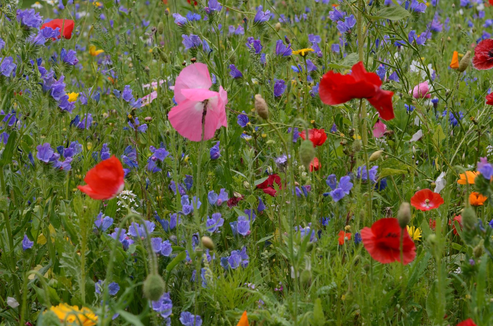 Bunte Blumen