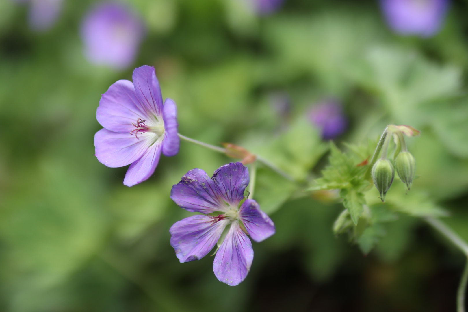 Bunte Blumen