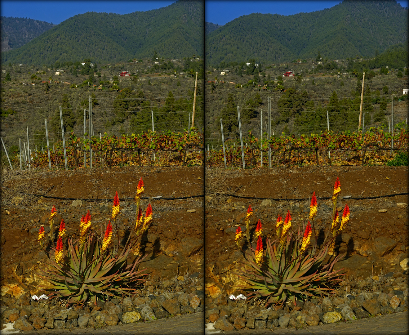 bunte Blumen am Straßenrand La Palma (3D-X-View Cha)