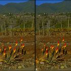 bunte Blumen am Straßenrand La Palma (3D-X-View Cha)