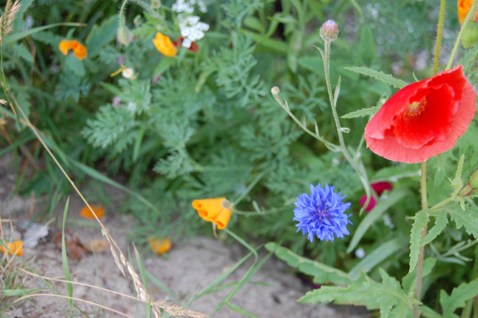 bunte Blumen am Wegesrand