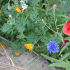 bunte Blumen am Wegesrand