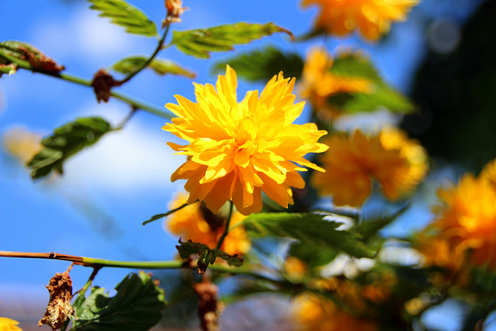 Bunte Blumen Gewächse