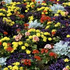 Bunte Blumen im Park