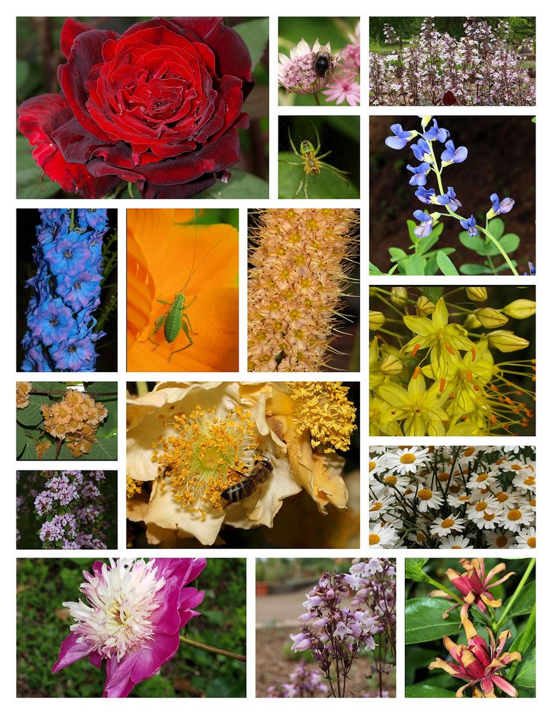 Bunte Blumen und Co.... Foto & Bild jahreszeiten, sommer, blumen