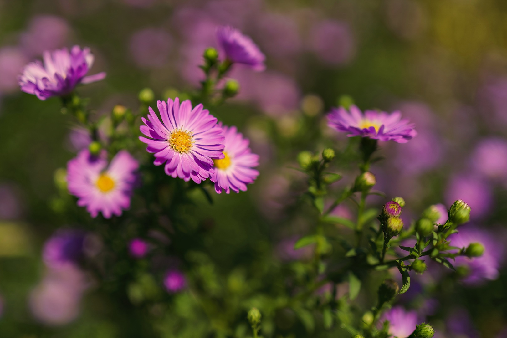 Bunte Blumen von Frühling bis Herbst