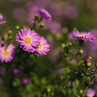 Bunte Blumen von Frühling bis Herbst