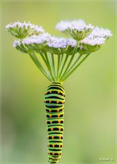 BUNTE BLUMENSTÄNGEL