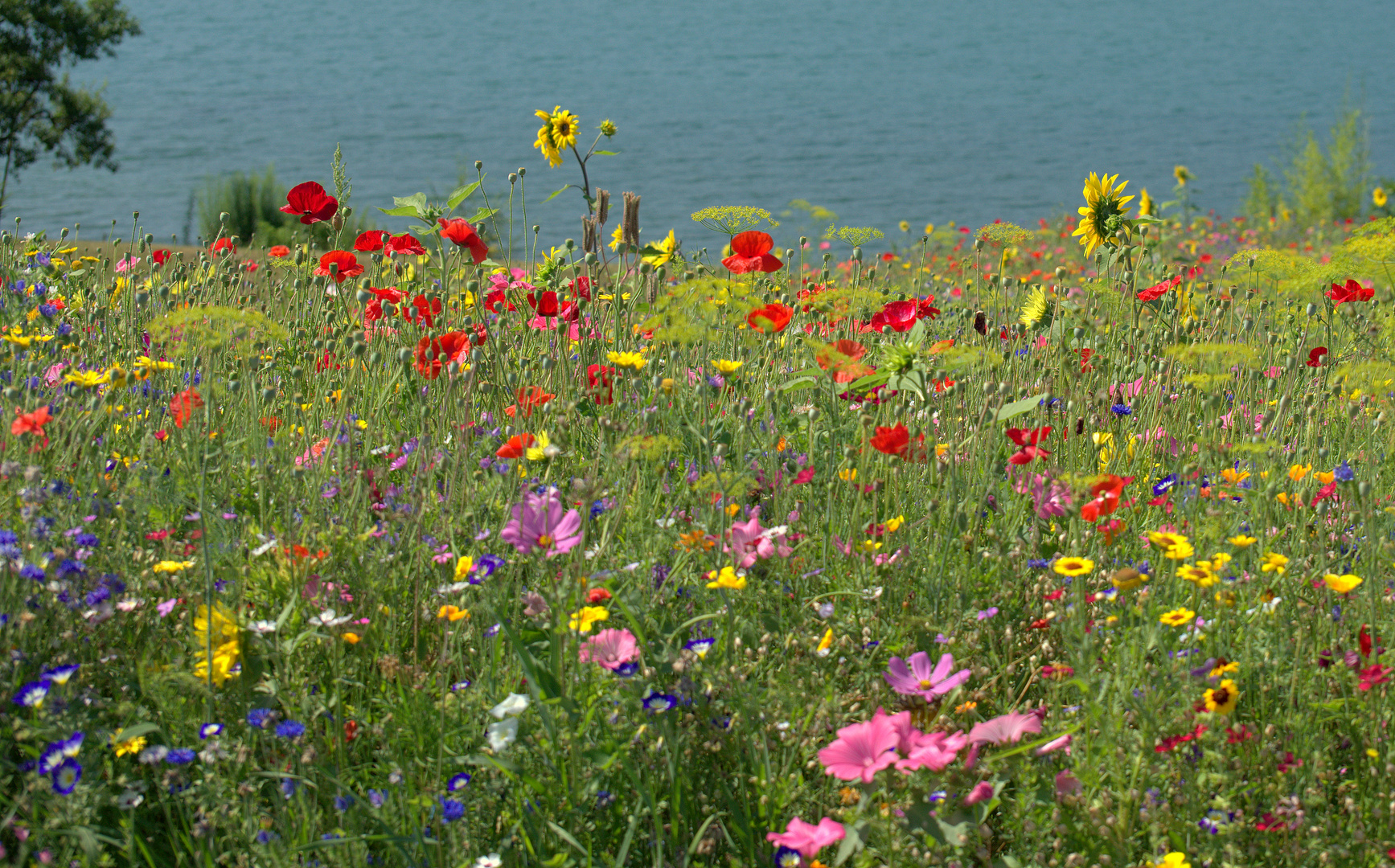 Bunte Blumenwiese Foto Bild Pflanzen Pilze Flechten Bluten Kleinpflanzen Gartenpflanzen Und Bluten Bilder Auf Fotocommunity