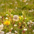 bunte Blumenwiese