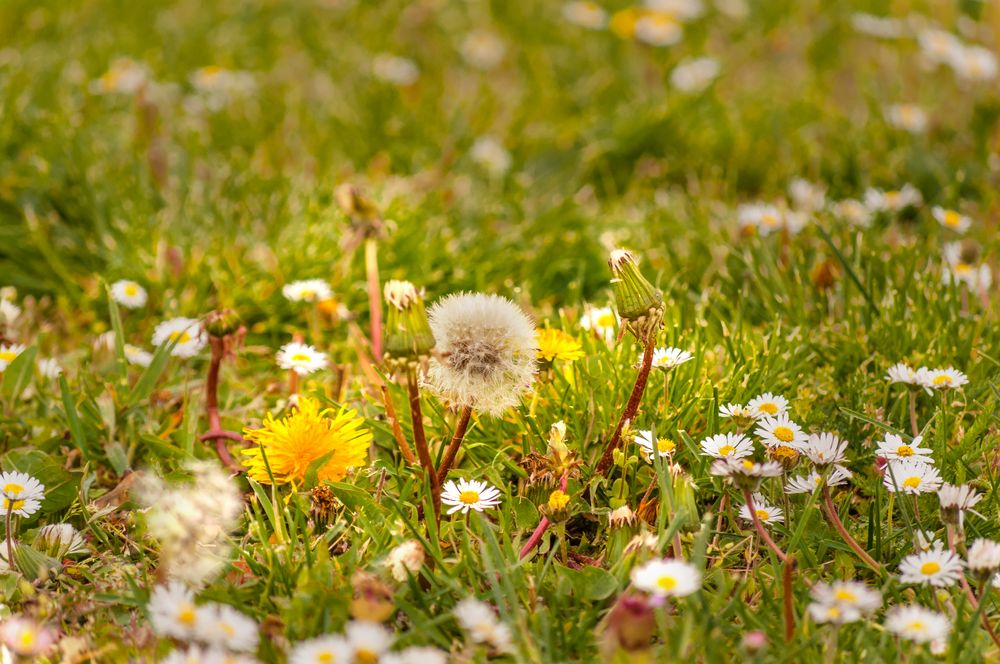 bunte Blumenwiese