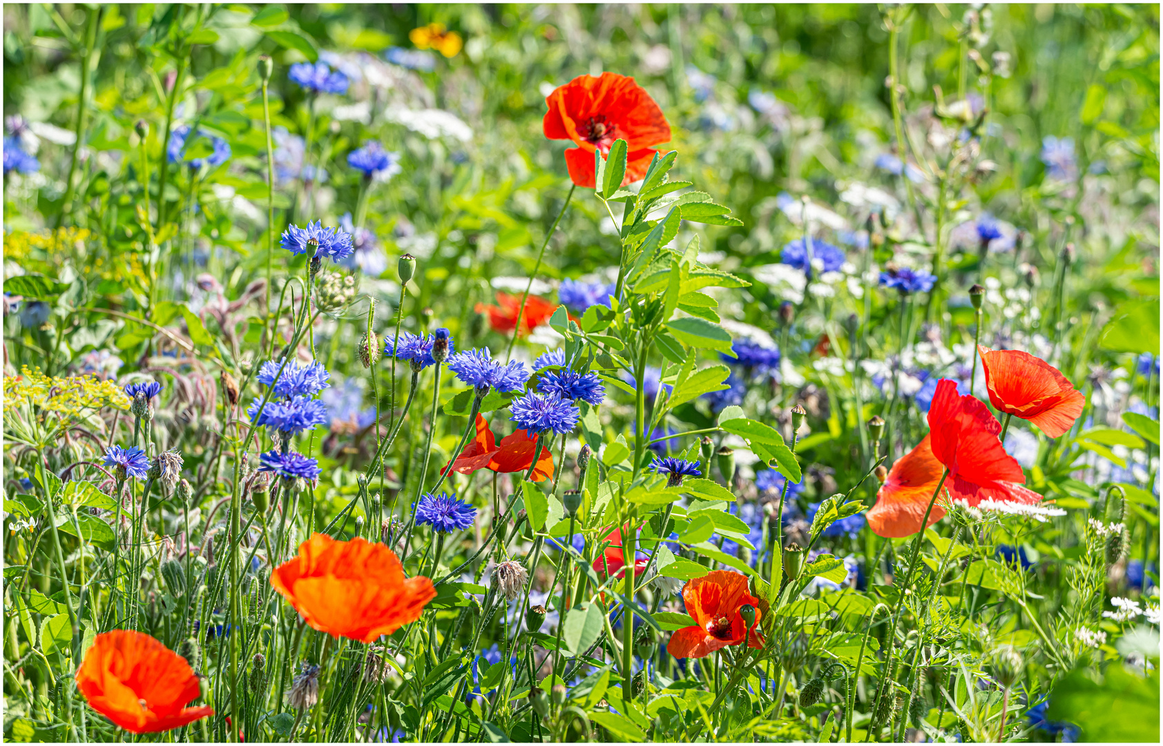 Bunte Blumenwiese