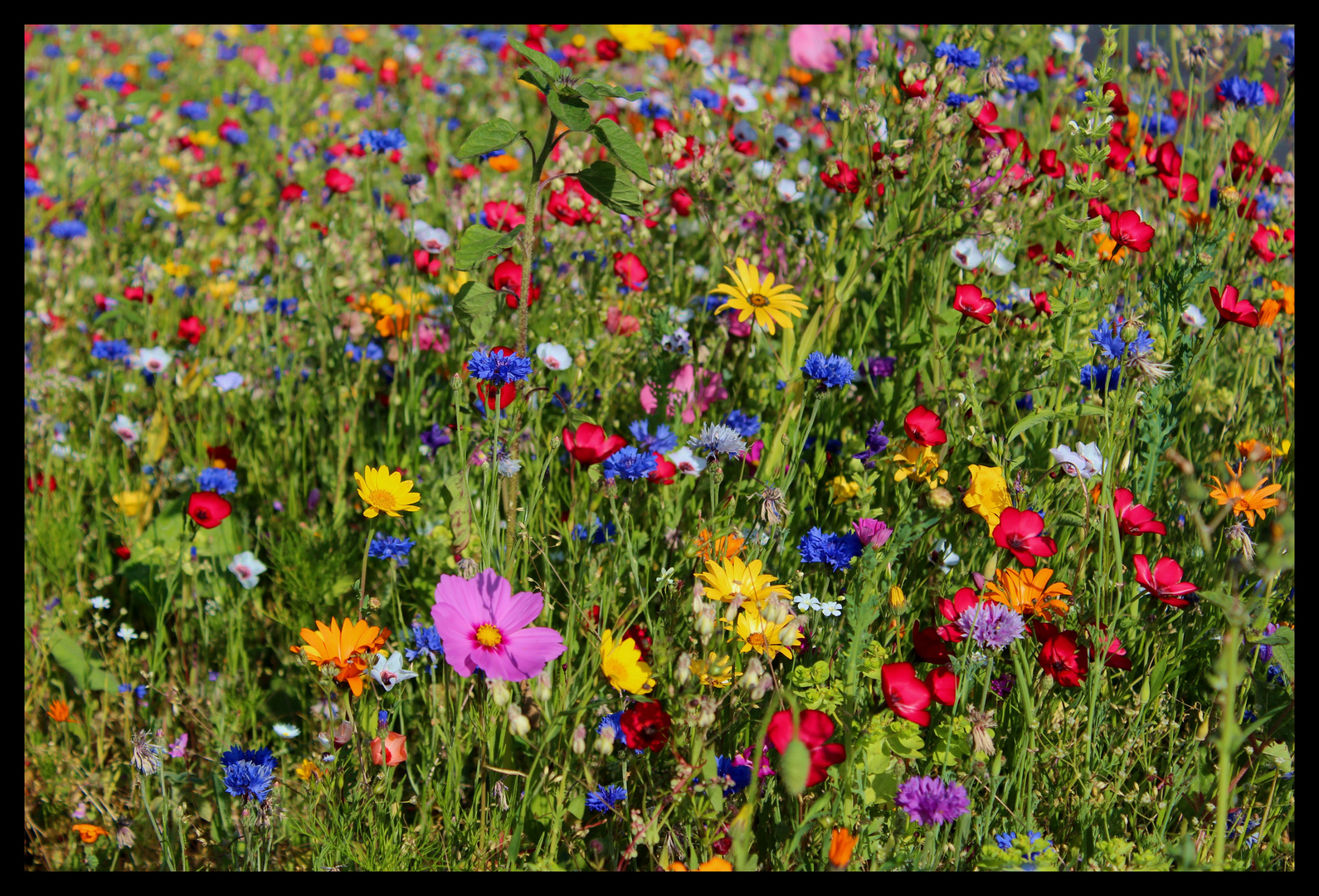 Bunte Blumenwiese Foto & Bild jahreszeiten, sommer, außenaufnahmen