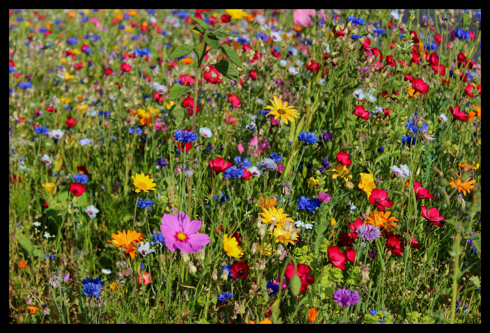 Bunte Blumenwiese Blumenwiese Hintergrund