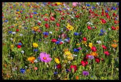 Bunte Blumenwiese