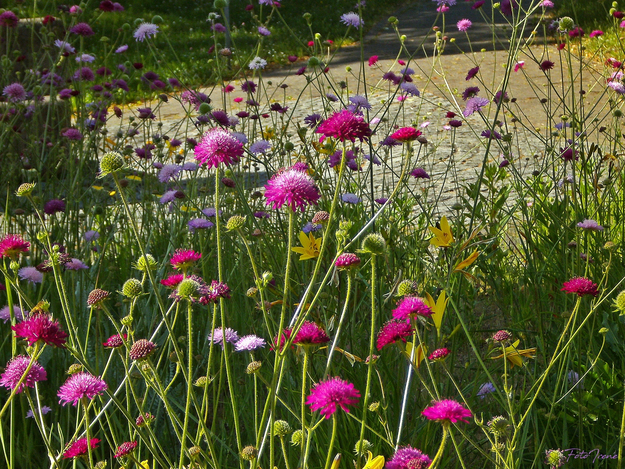 bunte Blumenwiese