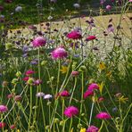 bunte Blumenwiese