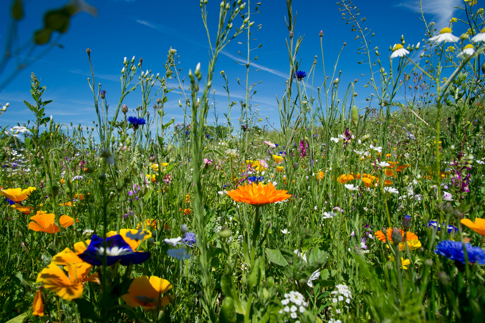 Bunte Blumenwiese