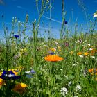 Bunte Blumenwiese