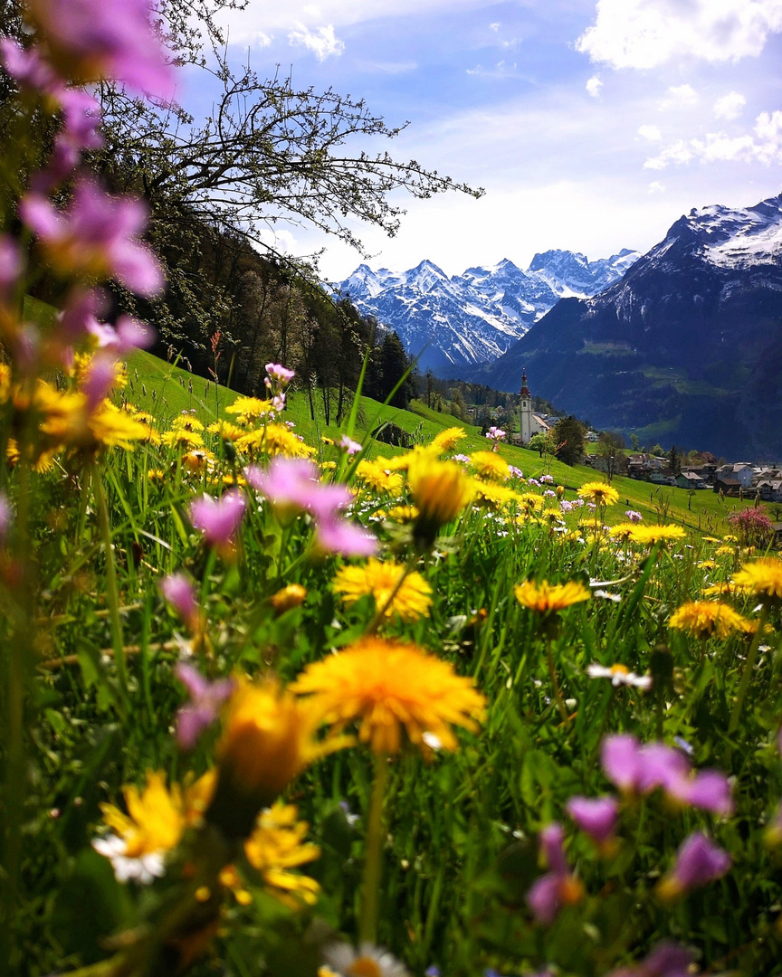 Bunte Blumenwiese