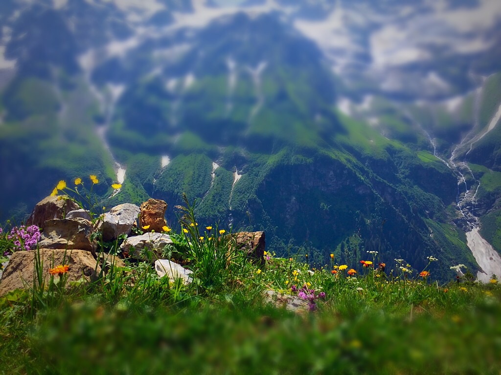 Bunte Blumenwiese bei ca 1850 m . ü. M