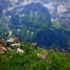 Bunte Blumenwiese bei ca 1850 m . ü. M